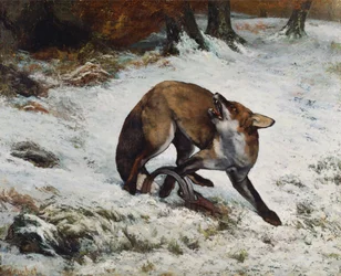 Fuchs in einer Falle